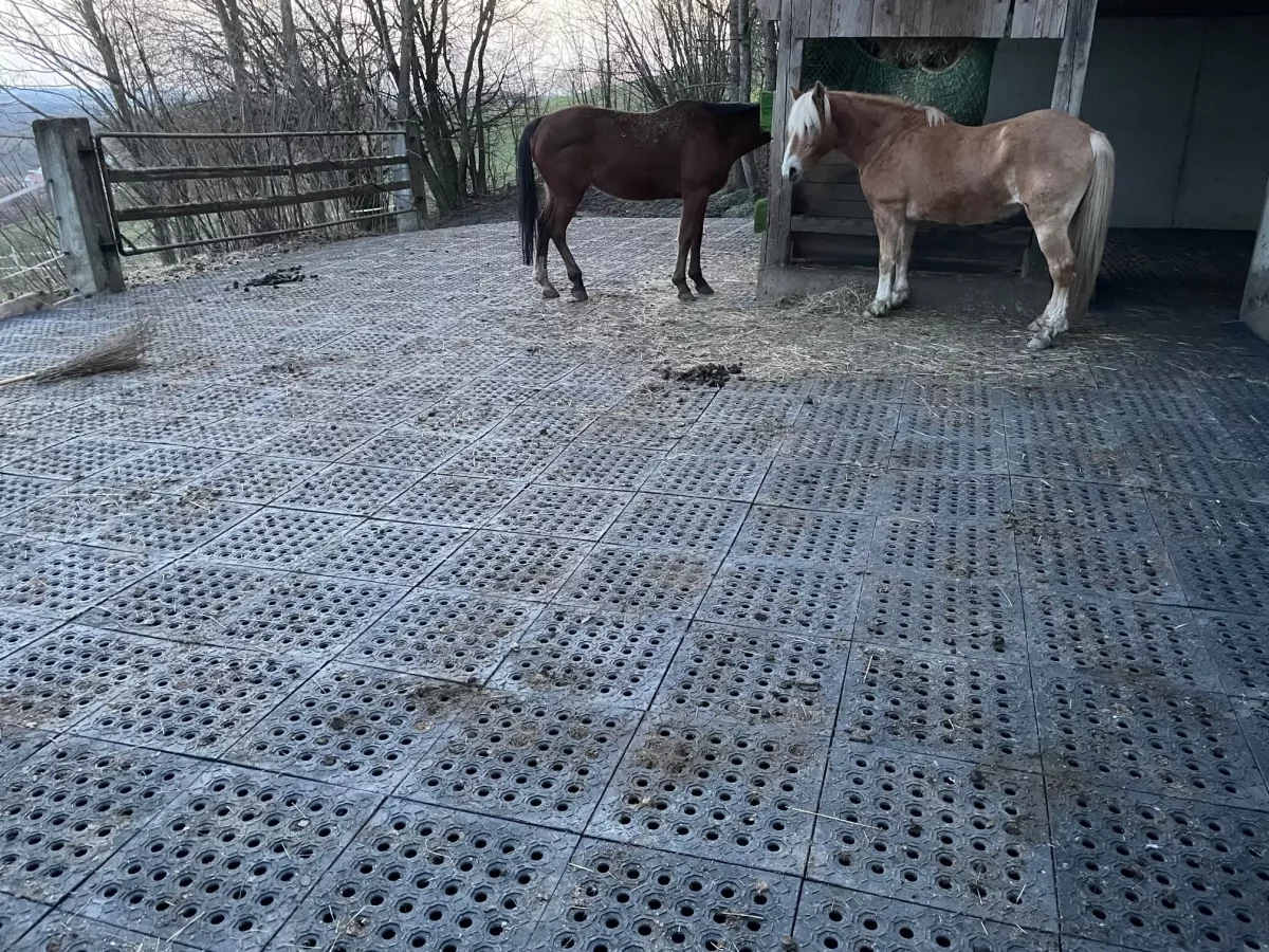Reitplatzplatte und Paddockplatte in der Größe 50x50x5,3 cm für Reitplätze