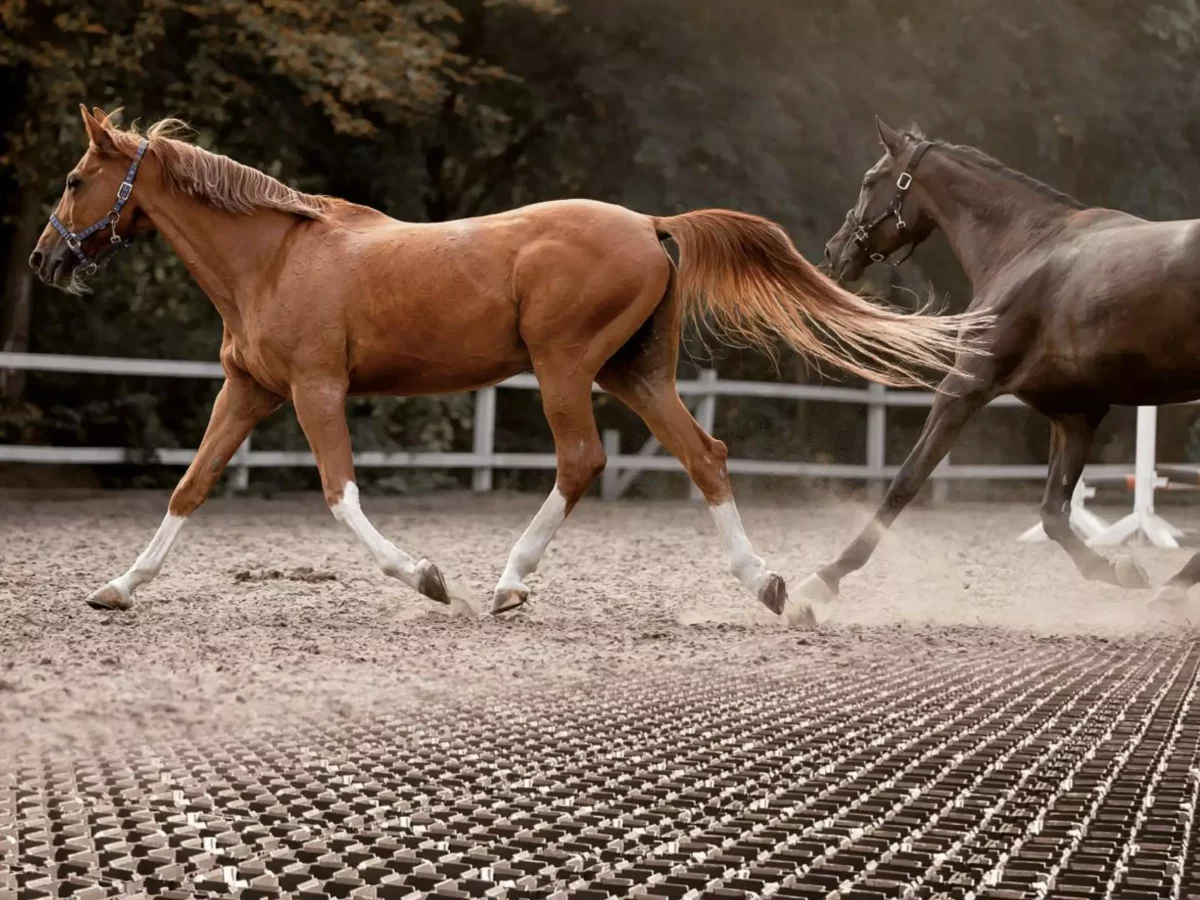 Bodenmatten für Pferde & Paddock