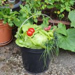 Der flexible UNI - Eimer als perfekter Helfer bei der Gartenarbeit