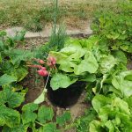 Der flexible UNI - Eimer als perfekter Helfer bei der Gartenarbeit