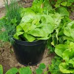Der flexible UNI - Eimer als perfekter Helfer bei der Gartenarbeit