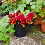 Der flexible UNI - Eimer als perfekter Helfer bei der Gartenarbeit