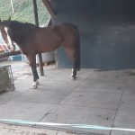 Erstellen eines Unterstand mit der Event-Stall-& Boxenmatte Erstellen eines Unterstand mit der Event-Stall-& Boxenmatte