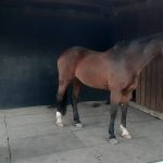 Erstellen eines Unterstand mit der Event-Stall-& Boxenmatte Erstellen eines Unterstand mit der Event-Stall-& Boxenmatte