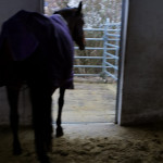 Bodenschutzmatte SOLID als dämpfender Belag für eine Reithalle