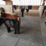 Bodenschutzmatte SOLID als dämpfender Belag für eine Reithalle Bodenschutzmatte SOLID als dämpfender Belag für eine Reithalle